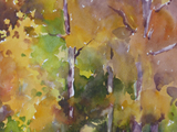 536 (31x23)